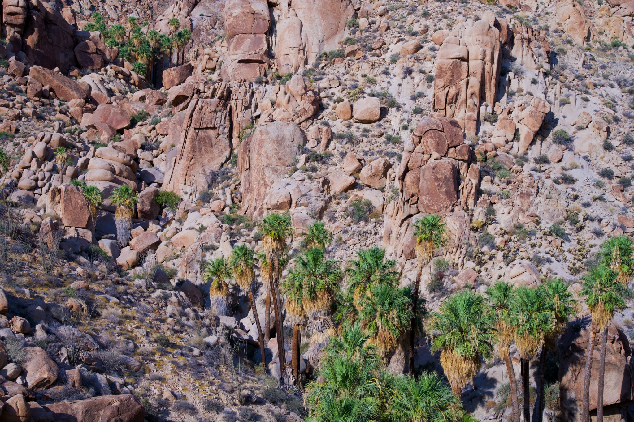 lost palms Joshua tree California