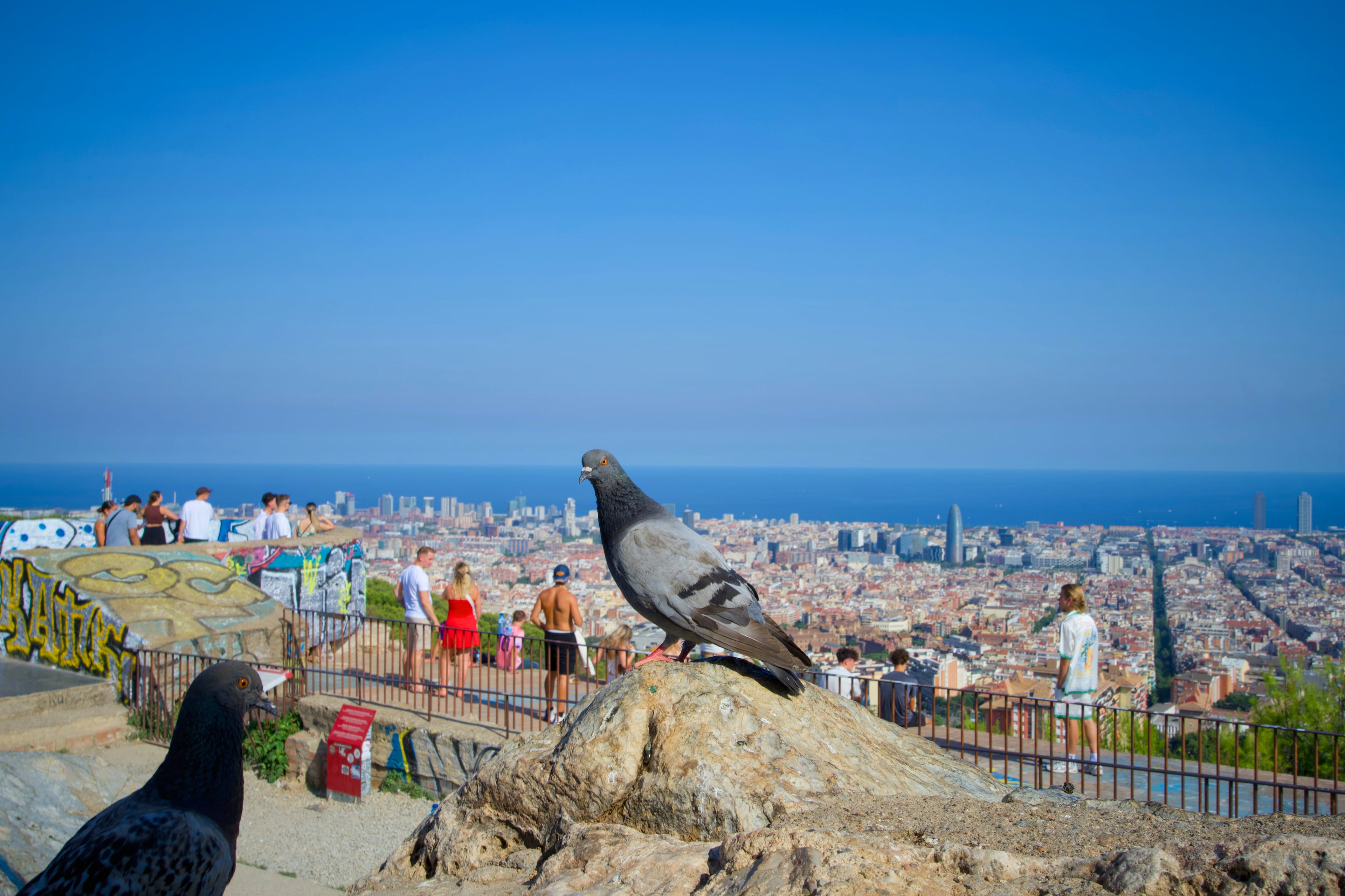 Pigeons Print